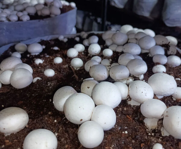 Button Mushrooms - Image 3
