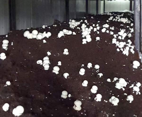 Button Mushrooms - Image 2